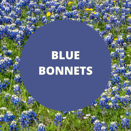 SCENT: Blue Bonnets