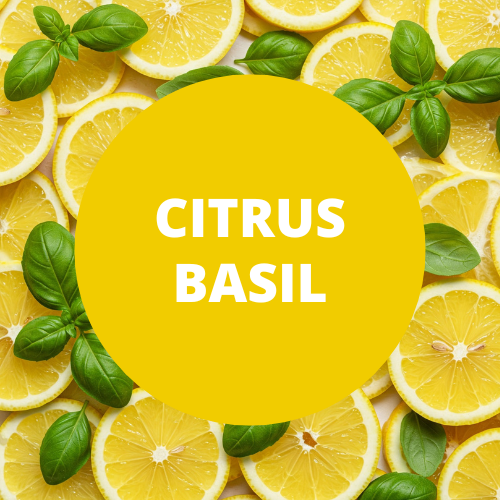 SCENT: Citrus Basil