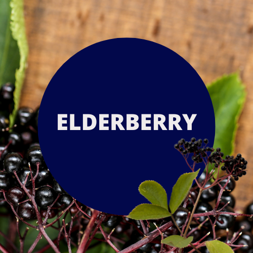 SCENT: Elderberry