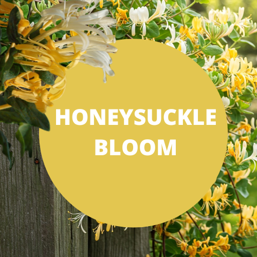 SCENT: Honeysuckle Bloom