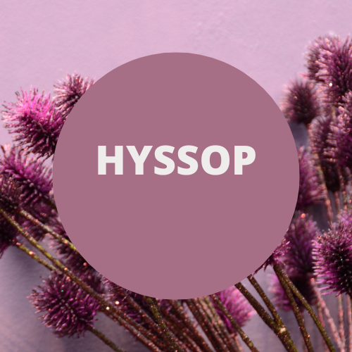 SCENT: Hyssop