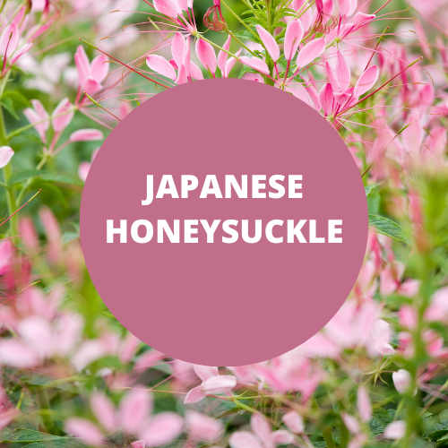 SCENT: Japanese Honeysuckle