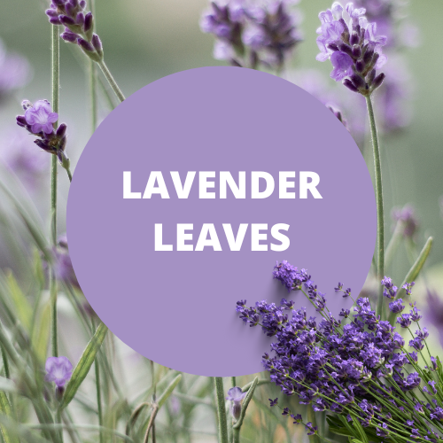 SCENT: Lavender Leaves