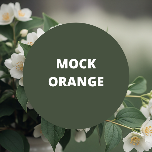 SCENT: Mock Orange