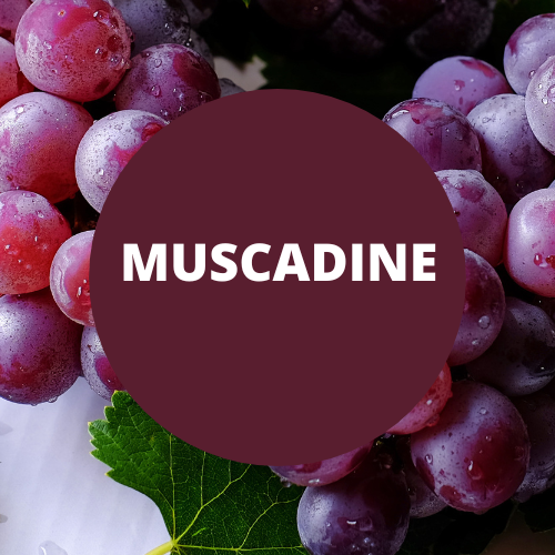 SCENT: Muscadine
