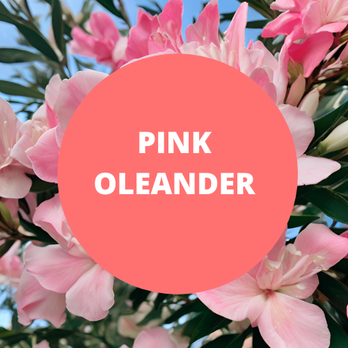SCENT: Pink Oleander