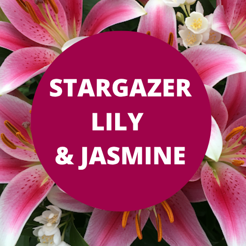 SCENT: Stargazer Lily & Jasmine