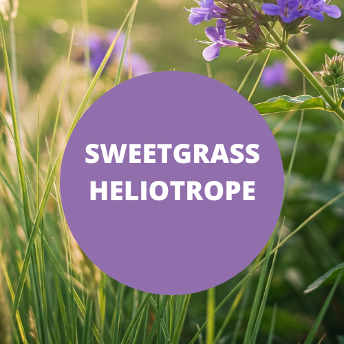 SCENT: Sweetgrass Heliotrope