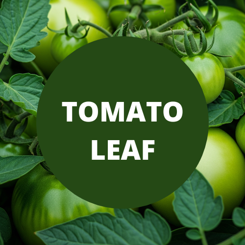 SCENT: Tomato Leaf
