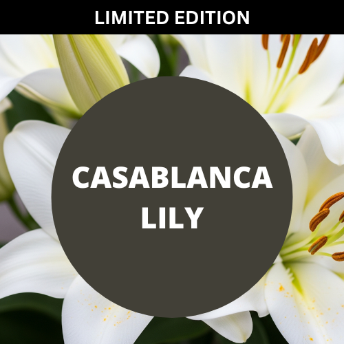 SCENT: Casablanca Lily
