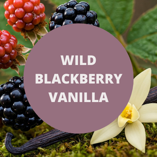 Wild Blackberry Vanilla Fragrance