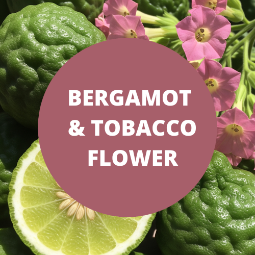 Bergamot & Tobacco Flower Scented Shimmering Body Lotion