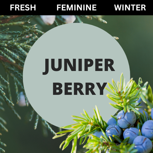 Black Canyon Juniper Berry Scented Body Lotion