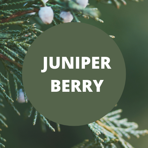 Juniper Berry Scented Body Lotion