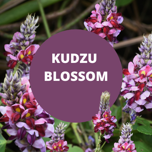 Black Canyon Kudzu Blossom Scented Body Spray