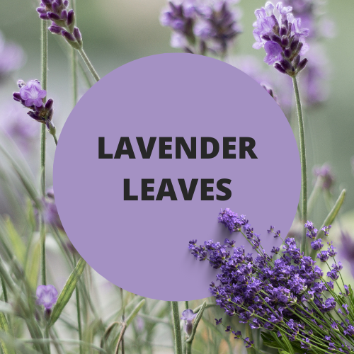 Black Canyon Lavender Leaves Scented Petroleum Jelly
