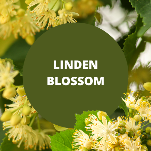 Peace Love + Lotion Linden Blossom Scented Natural Body Lotion