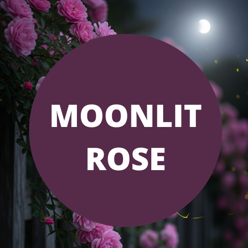 Black Canyon Moonlit Rose Scented Body Lotion