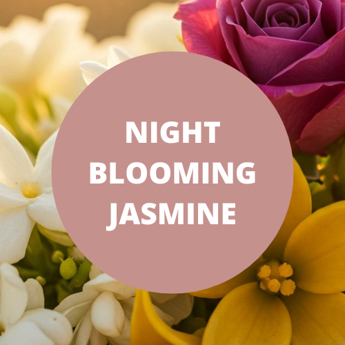 Black Canyon Night Blooming Jasmine Scented Body Wash