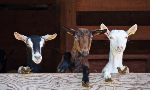 OUR BRANDS: Golden Goat Farms