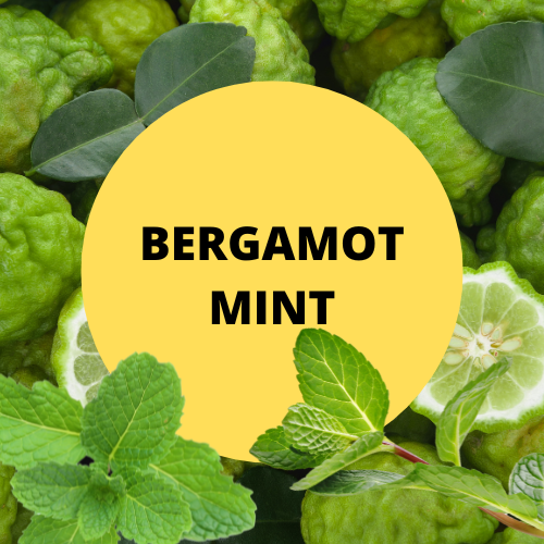 SCENT: Bergamot Mint