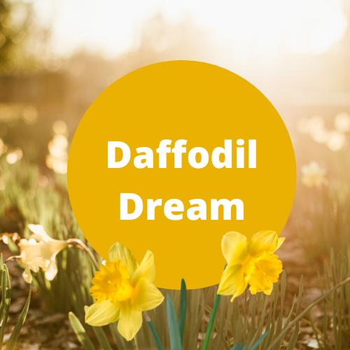 SCENT: Daffodil Dream