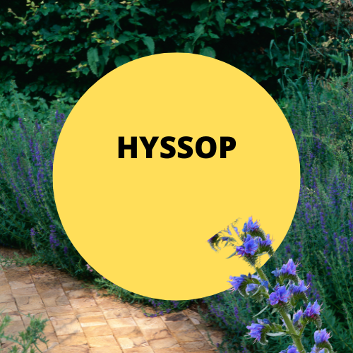 SCENT: Hyssop