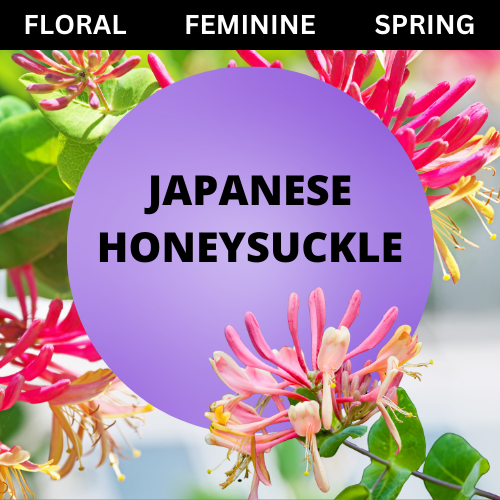 SCENT: Japanese Honeysuckle