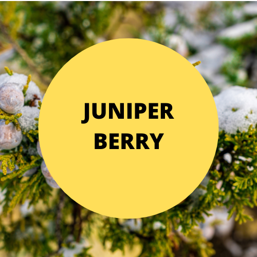 SCENT: Juniper Berry