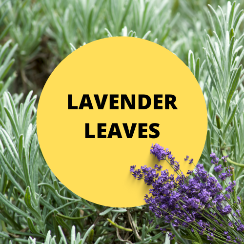 SCENT: Lavender Leaves