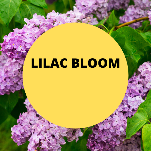 SCENT: Lilac Bloom