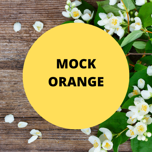 SCENT: Mock Orange