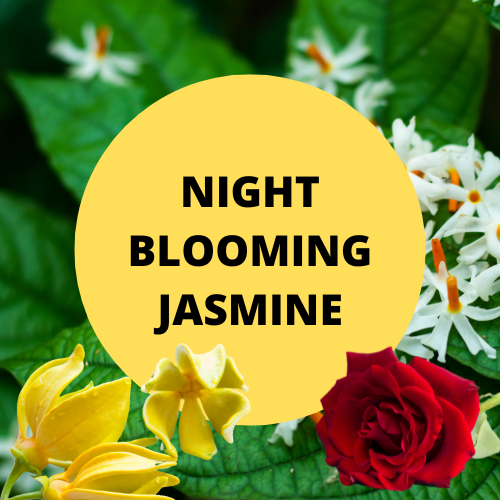 SCENT: Night Blooming Jasmine