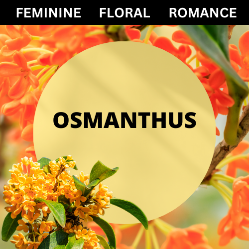 SCENT: Osmanthus