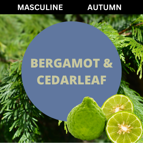 Bergamot Cedarleaf For Men