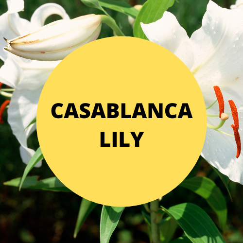 SCENT: Casablanca Lily