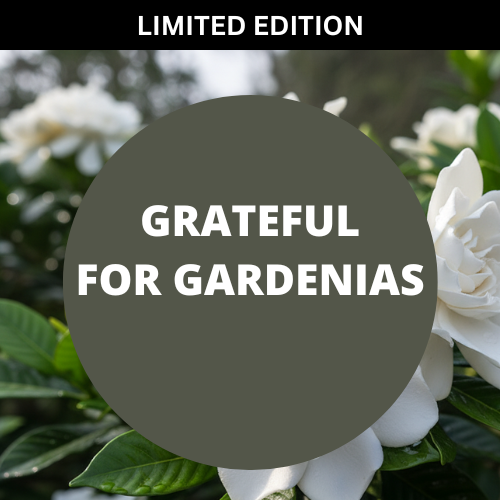 SCENT: Grateful for Gardenias