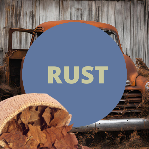 SCENT: Rust For Men