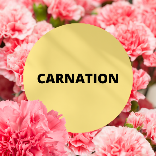 Cone & Bunt Carnation Scented 11 Inch Incense Sticks