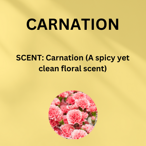 Cone & Bunt Carnation Scented 11 Inch Incense Sticks