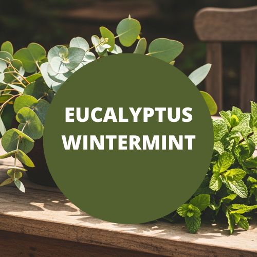 Eucalyptus Wintermint Scented Hand Dipped Charcoal Incense Sticks