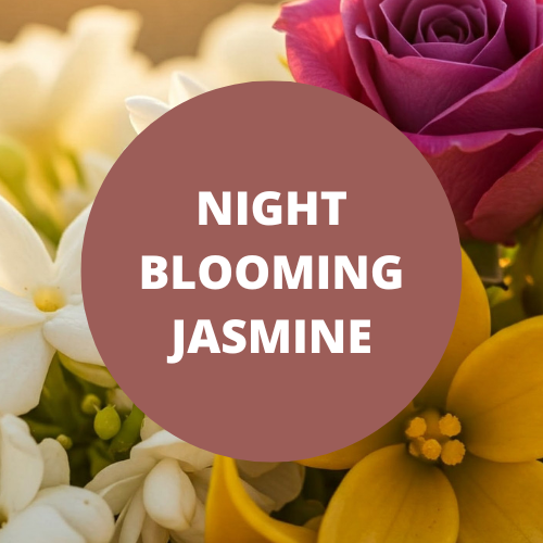 Night Blooming Jasmine Scented Body Wash